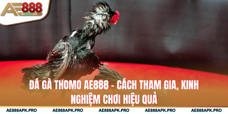 Đá Gà Thomo AE888 - Cách Tham Gia, Kinh Nghiệm Chơi Hiệu Quả