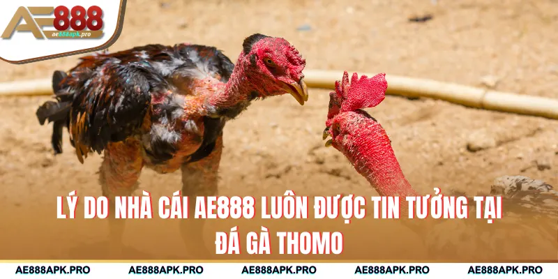 Lý do nhà cái AE888 luôn được tin tưởng tại đá gà Thomo