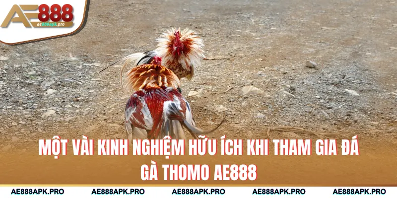 Một vài kinh nghiệm hữu ích khi tham gia đá gà Thomo AE888