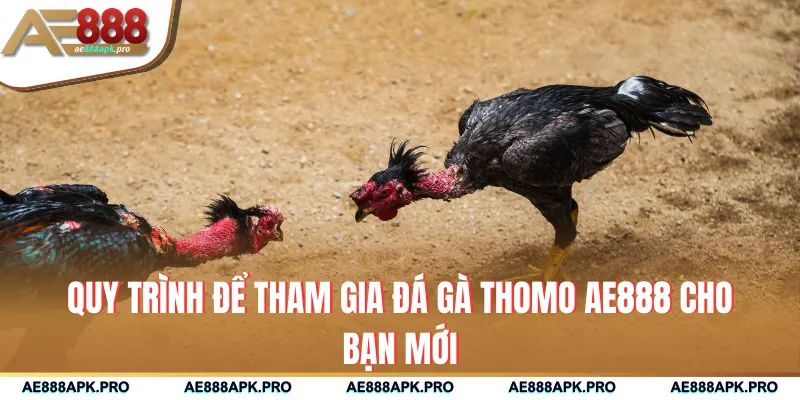 Quy trình để tham gia đá gà Thomo AE888 cho bạn mới