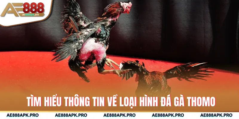 Tìm hiểu thông tin về loại hình đá gà Thomo